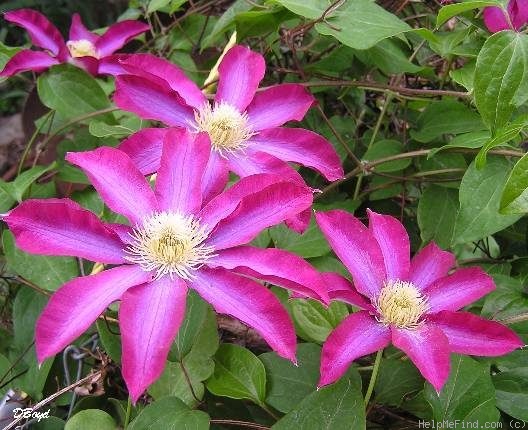 'Pink Champagne ®' clematis photo