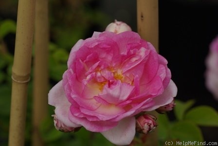 'Jasmina ™ (LCl, Kordes, 1996)' rose photo
