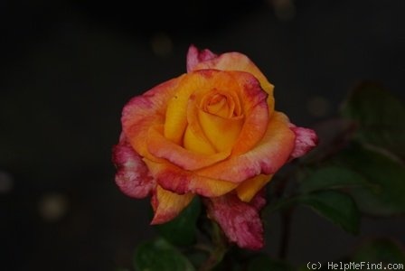 'Königin Beatrix ®' rose photo
