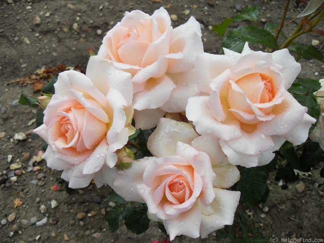 'Chandos Beauty' rose photo