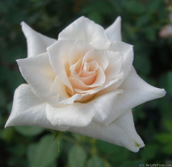 'CDXLUB' rose photo