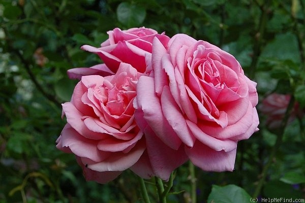 'Aloha (cl. hybrid tea, Boerner before 1949)' rose photo