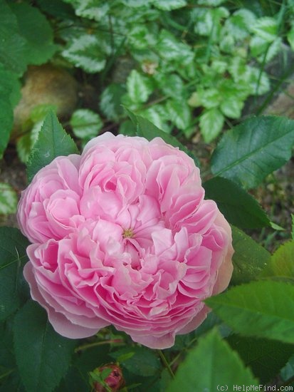 'Jacques Cartier' rose photo