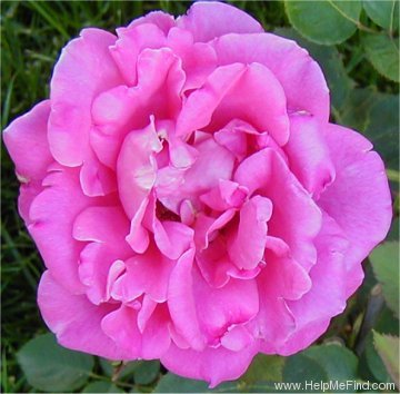 'Pink Peace' rose photo