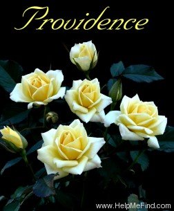 'Providence ™' rose photo