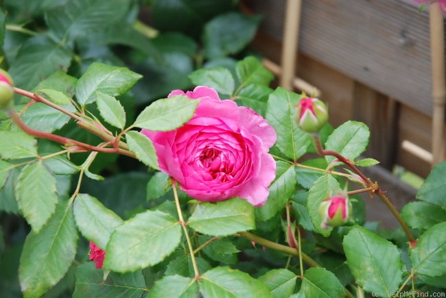 'Alan Titchmarsh' rose photo
