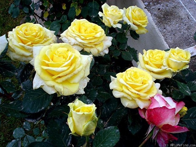 'Aperitif ® (hybrid tea, McGredy 1988)' rose photo