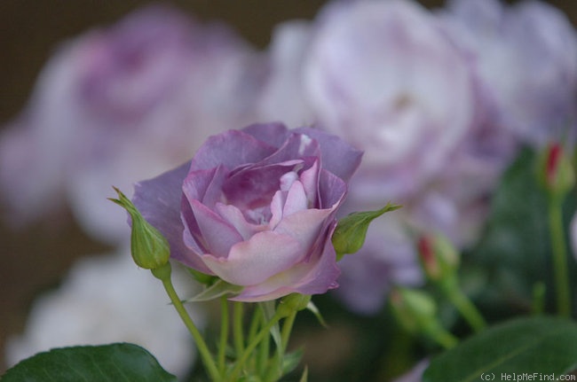 'Blue For You (Floribunda, James 2001)' rose photo