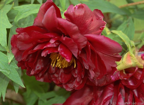 'Black Panther' peony photo
