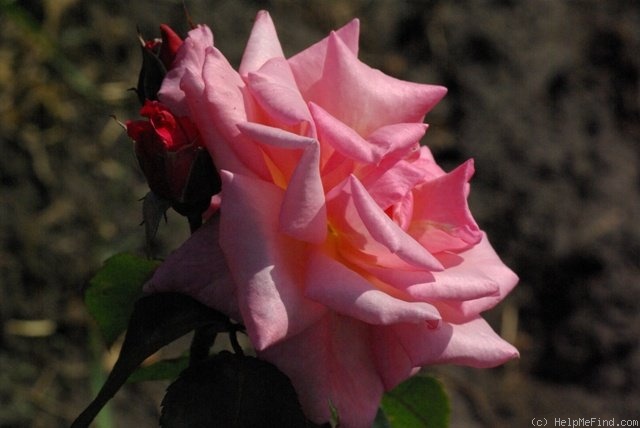 'Dancing Queen (climber, Fryer, 2004)' rose photo