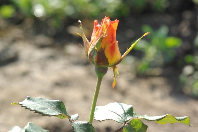 'Razzle Dazzle (floribunda, Fryer, 1997)' rose photo