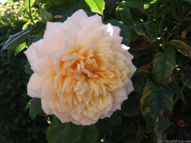 'Grace ® ™ (English Rose, Austin 2001)' rose photo