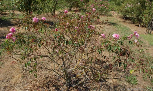 'Jean Bach-Sisley' rose photo