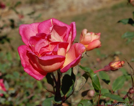 'Comtesse du Cayla' rose photo