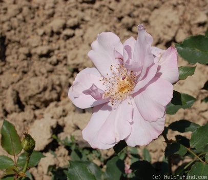 'Lagoon' rose photo