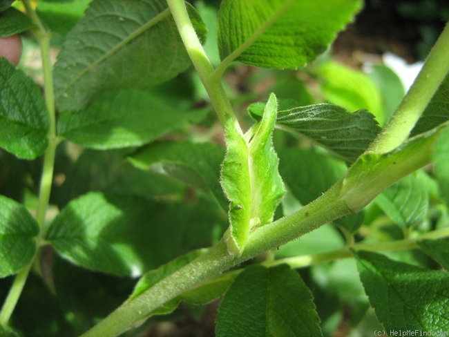 'Reta Bugnet' rose photo