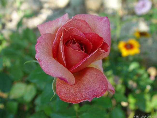 'Bettina ® (hybrid tea, Meilland, 1953)' rose photo