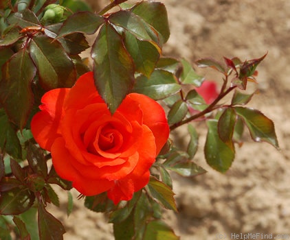 'Orange Passion ™' rose photo