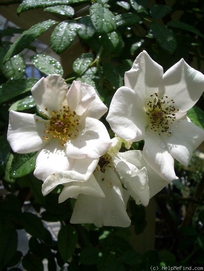 'Sally Holmes (Hybrid Musk, Holmes 1976)' rose photo