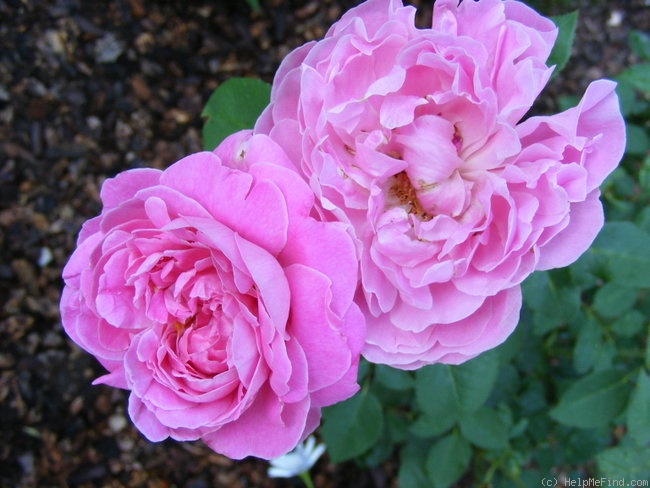 'Mary Rose ®' rose photo