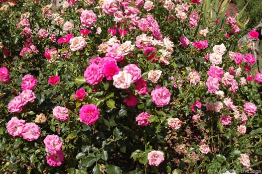 'ADAbuco' rose photo