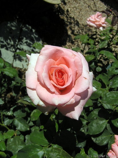 'Esther Geldenhuys' rose photo