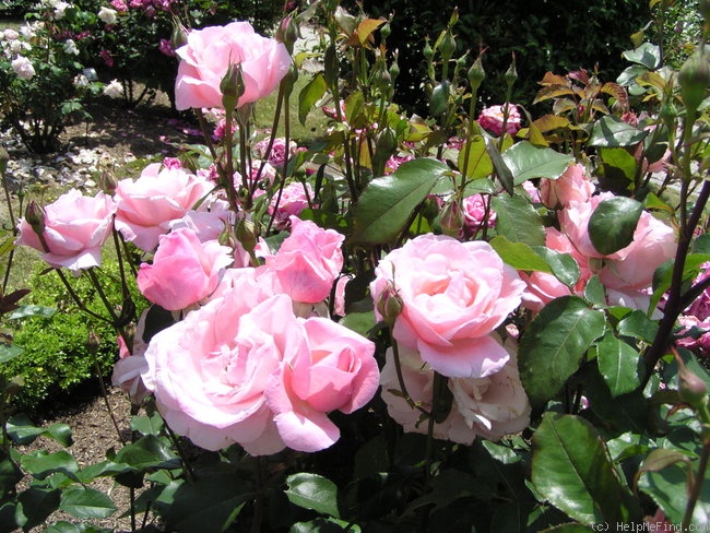 'Ninfea' rose photo