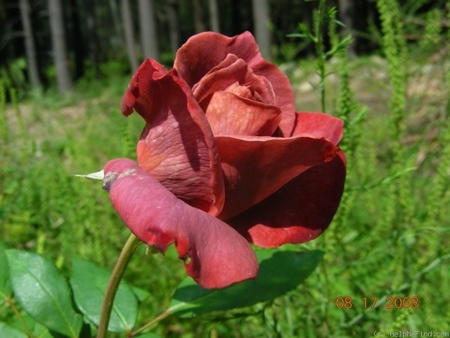 'Black Tea' rose photo