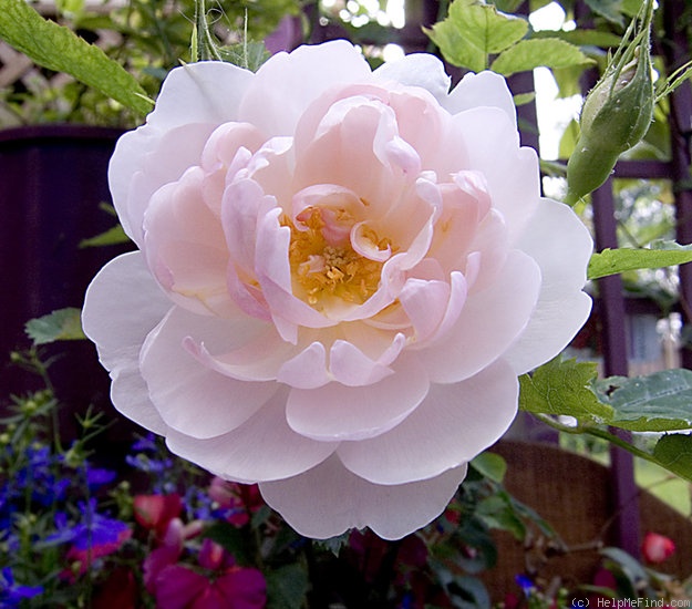 'Scarborough Fair' rose photo