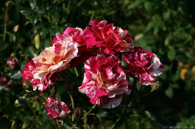 'Maurice Utrillo ™' rose photo