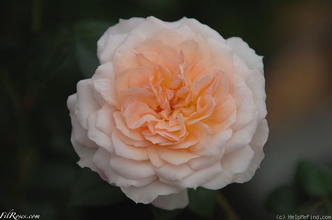 'Schloss Eutin ® Fairy Tale' rose photo