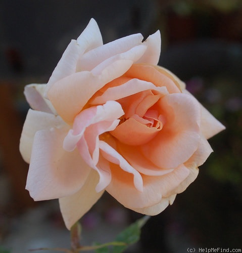 'Arethusa (china, Paul, 1903)' rose photo