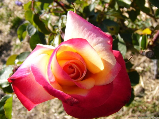 'Granada (hybrid tea, Lindquist, 1963)' rose photo