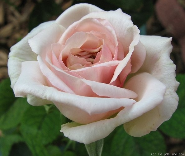 'Diamond Jubilee (hybrid tea, Boerner, 1947)' rose photo