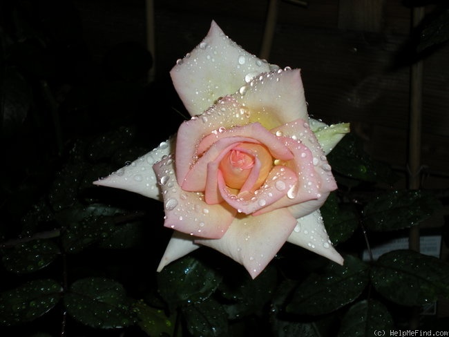 'The Lady' rose photo