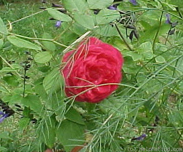 'Benjamin Britten' rose photo