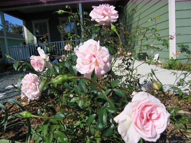 'Jean Bach-Sisley' rose photo
