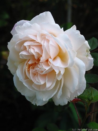 'Gruss an Aachen (Hybrid Tea, Hinner 1909)' rose photo