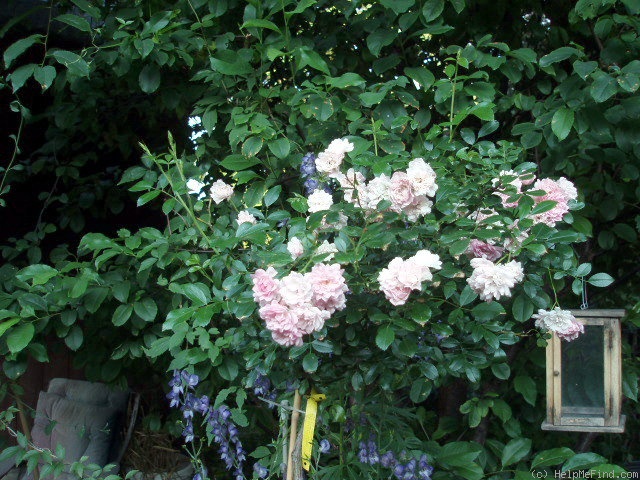 'The Fairy' rose photo