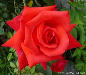 'Dolly Parton' rose photo