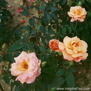'Doris Tysterman' rose photo
