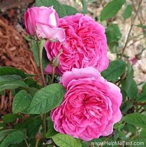 'Duchesse de Rohan (damask perpetual, Lévêque, 1846)' rose photo
