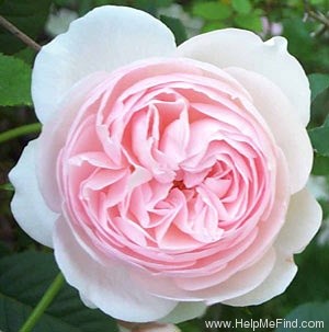 'Heritage ®' rose photo