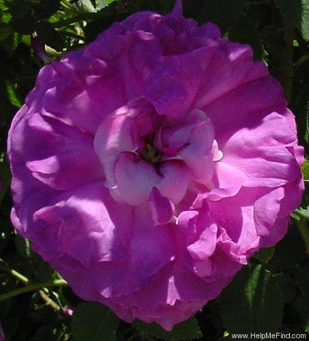 'Belle de Crécy (Gallica, Roeser, 1829)' rose photo