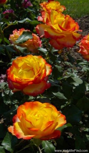 'Beaulieu (hybrid tea, Dickson before 1986)' rose photo