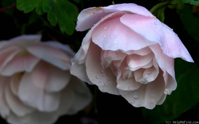 'Souvenir de St. Anne's' rose photo