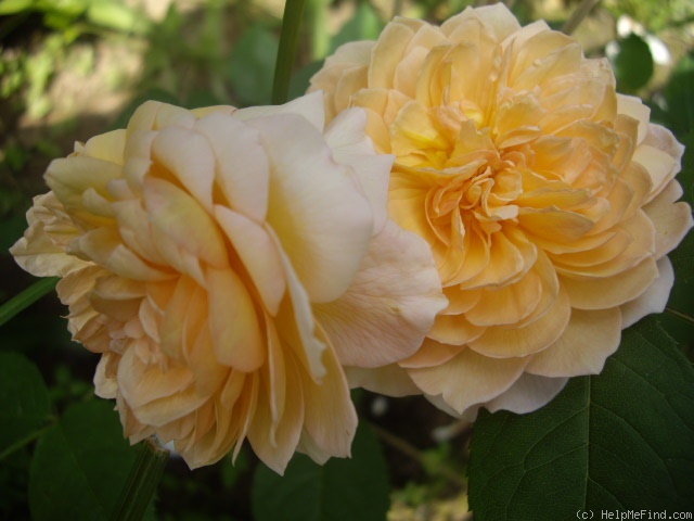 'Grace ® ™ (English Rose, Austin 2001)' rose photo
