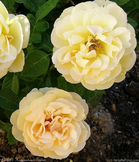 'Michelangelo ® (hybrid tea, Meilland before 1997)' rose photo