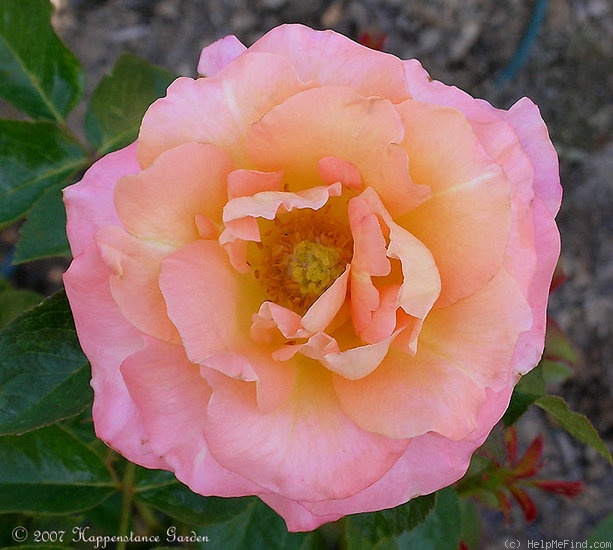 'Day Breaker ™ (floribunda, Fryer 2003)' rose photo