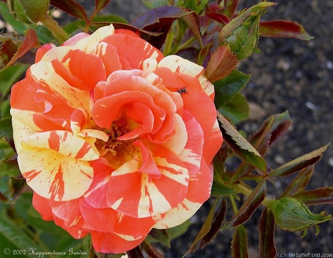 'Oranges 'n' Lemons ™' rose photo
